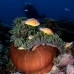 anemonefish_pink_is_kb_v_0225_png1040.jpg